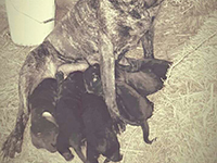 cane corso puppies